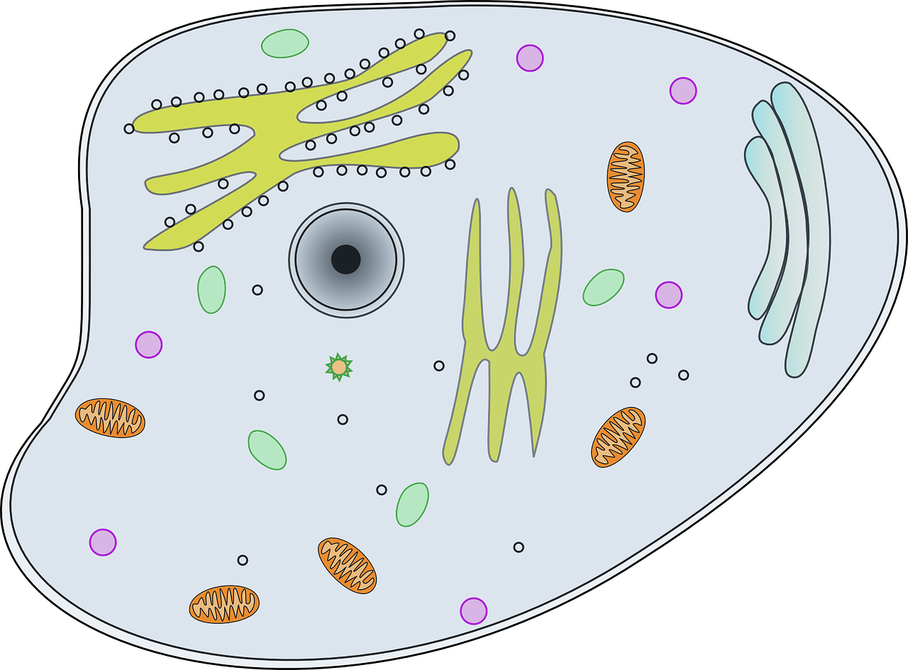 course_image